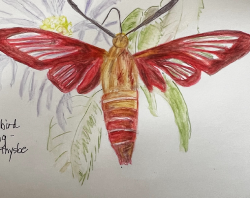 drawing of a reddish moth on a flower